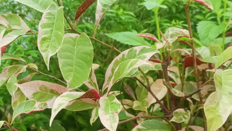 color change of plant leaves excoecaria cochinchinensis