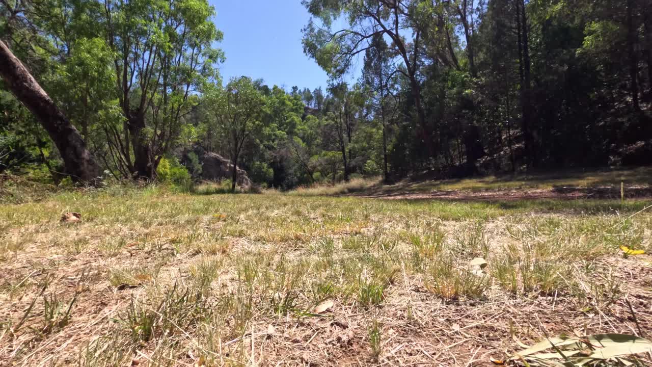un paseo sereno a través de un desierto forestal