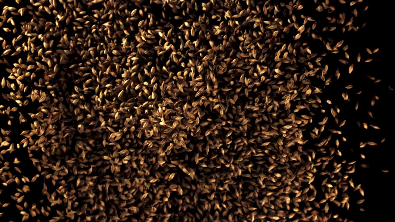 Chicchi d'orzo dorati che cadono e si disperdono su sfondo nero