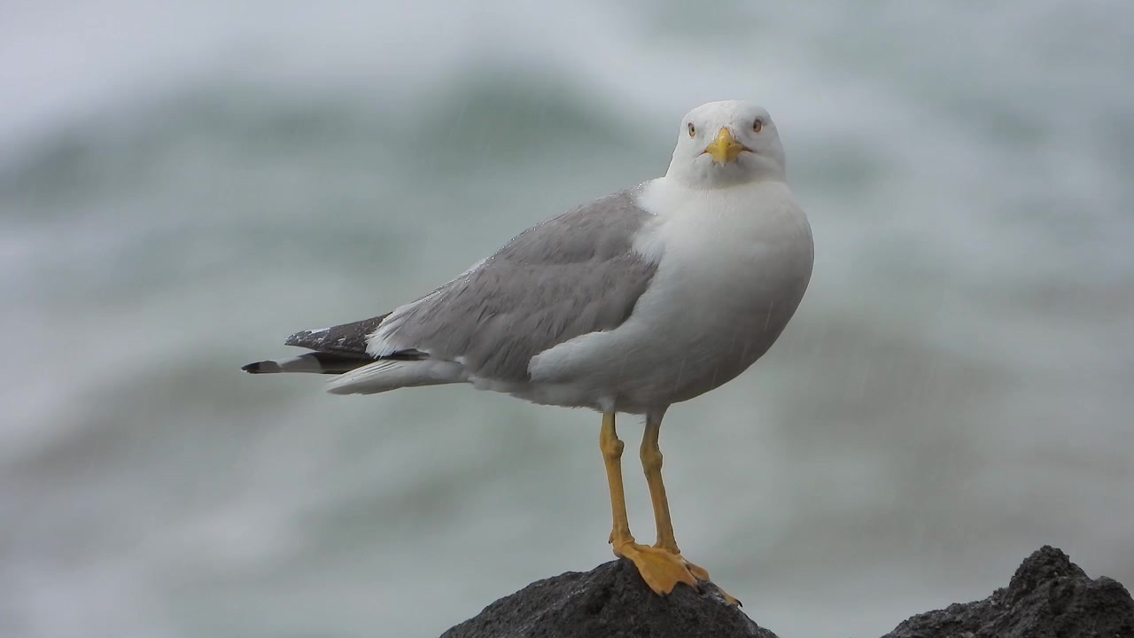 Måke som står på en stein ved havet