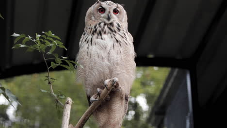 male siberian eagle owl sitting majestically on perch, slowmo