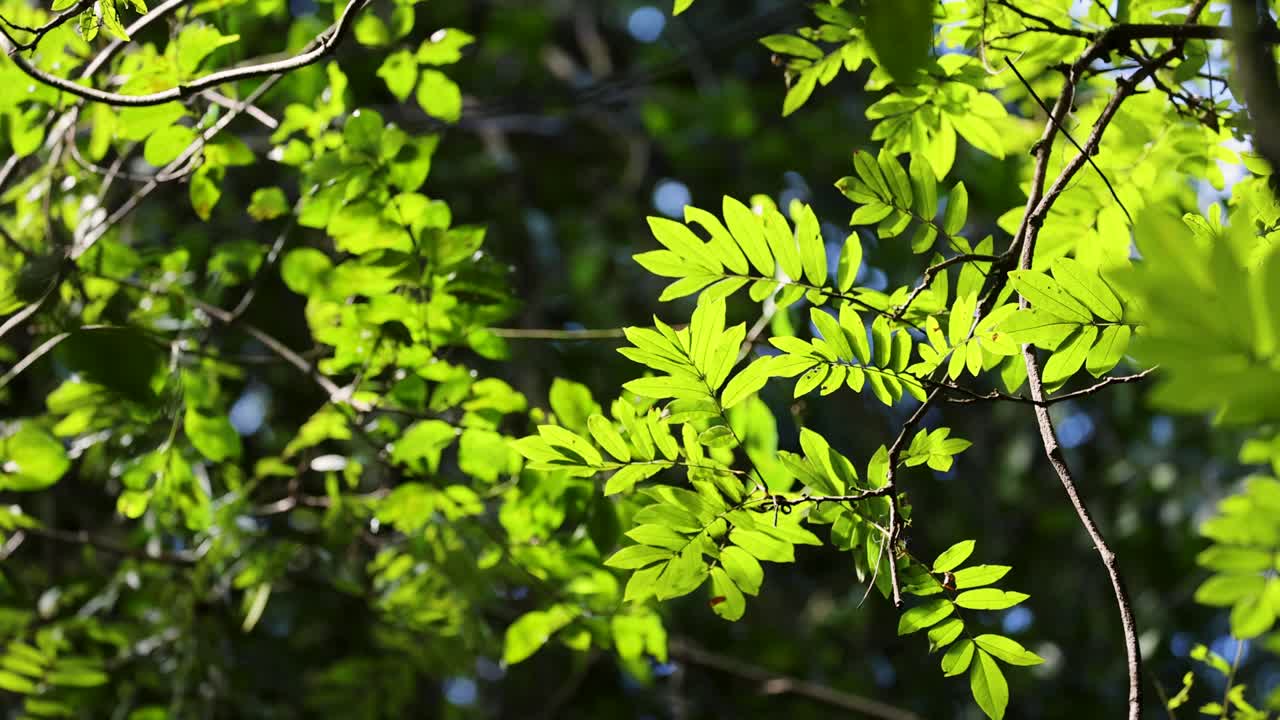 Vibrant green leaves gently sway in sunlight, creating a serene and natural atmosphere in Dorrigo Mountain, Australia