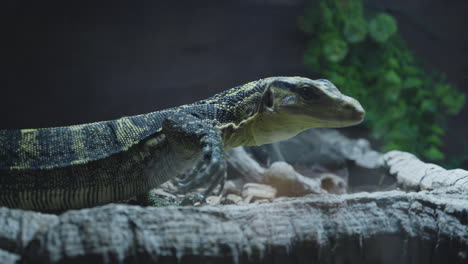 Varanus-Cumingi-lizard-walking-in-her-terrarium-in-slow-motion