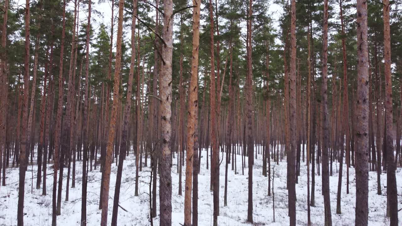 Foresta di pini in inverno, sfondo naturale con movimento verticale verso l'alto.