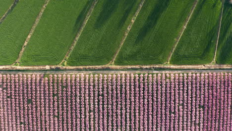 Top-abstract-shot-row-of-flowering-trees-pink-flowers-and-green-grass-fields
