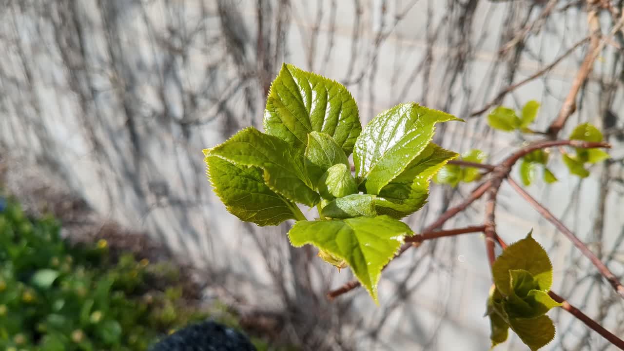 Green plant growing in early spring against wall, close up, spring nature detail