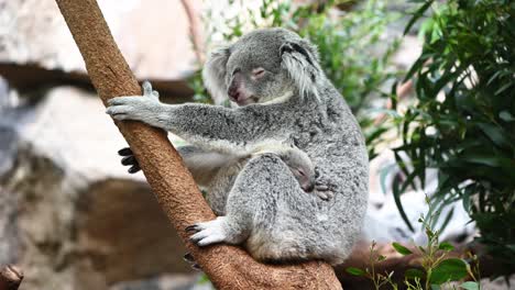 cute baby koala bear sleeping with his mother up in the tree