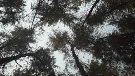 Spinning-shot-of-leafy-tree-canopies-from-a-low-angle