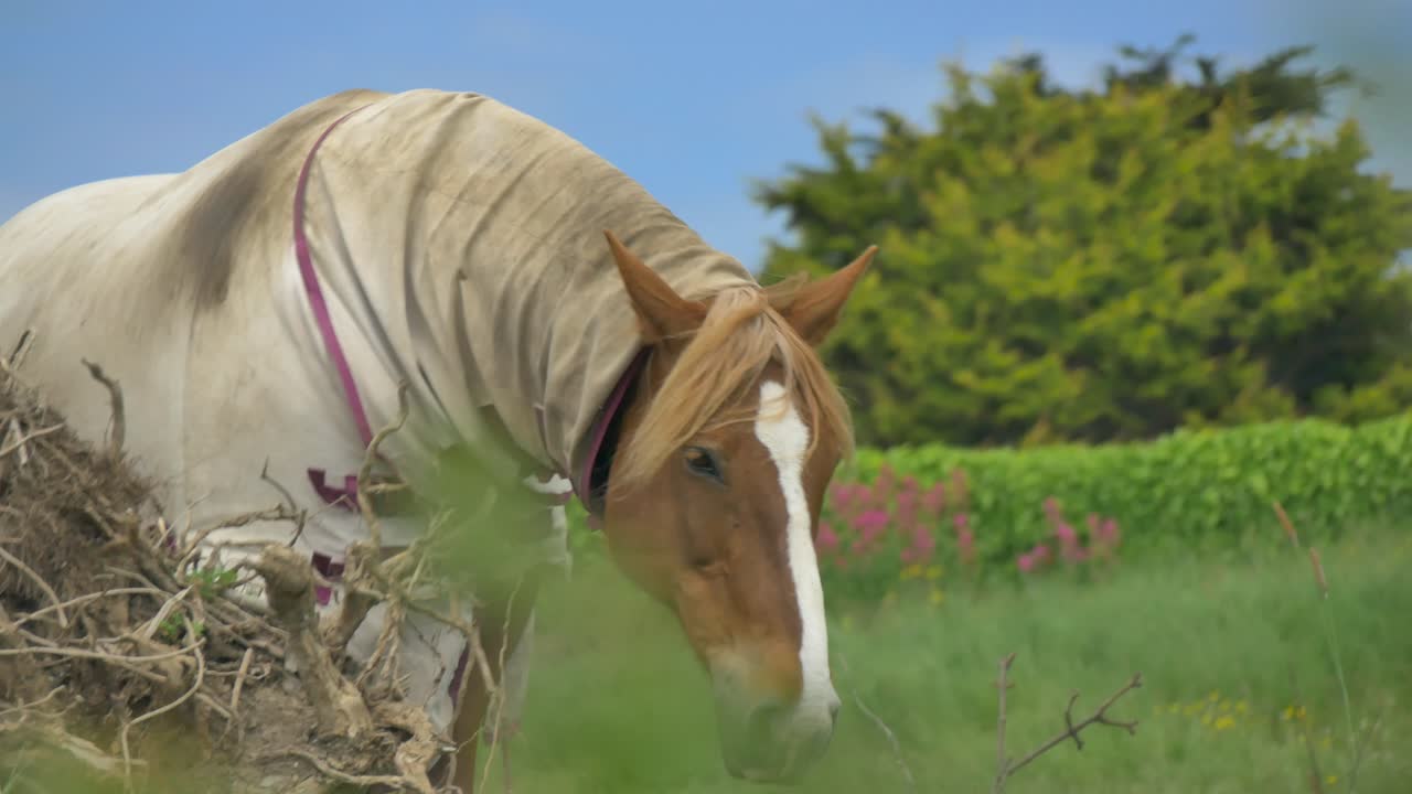Hest kikker og beiter mens den går på landsbygda, har på seg fluedekken