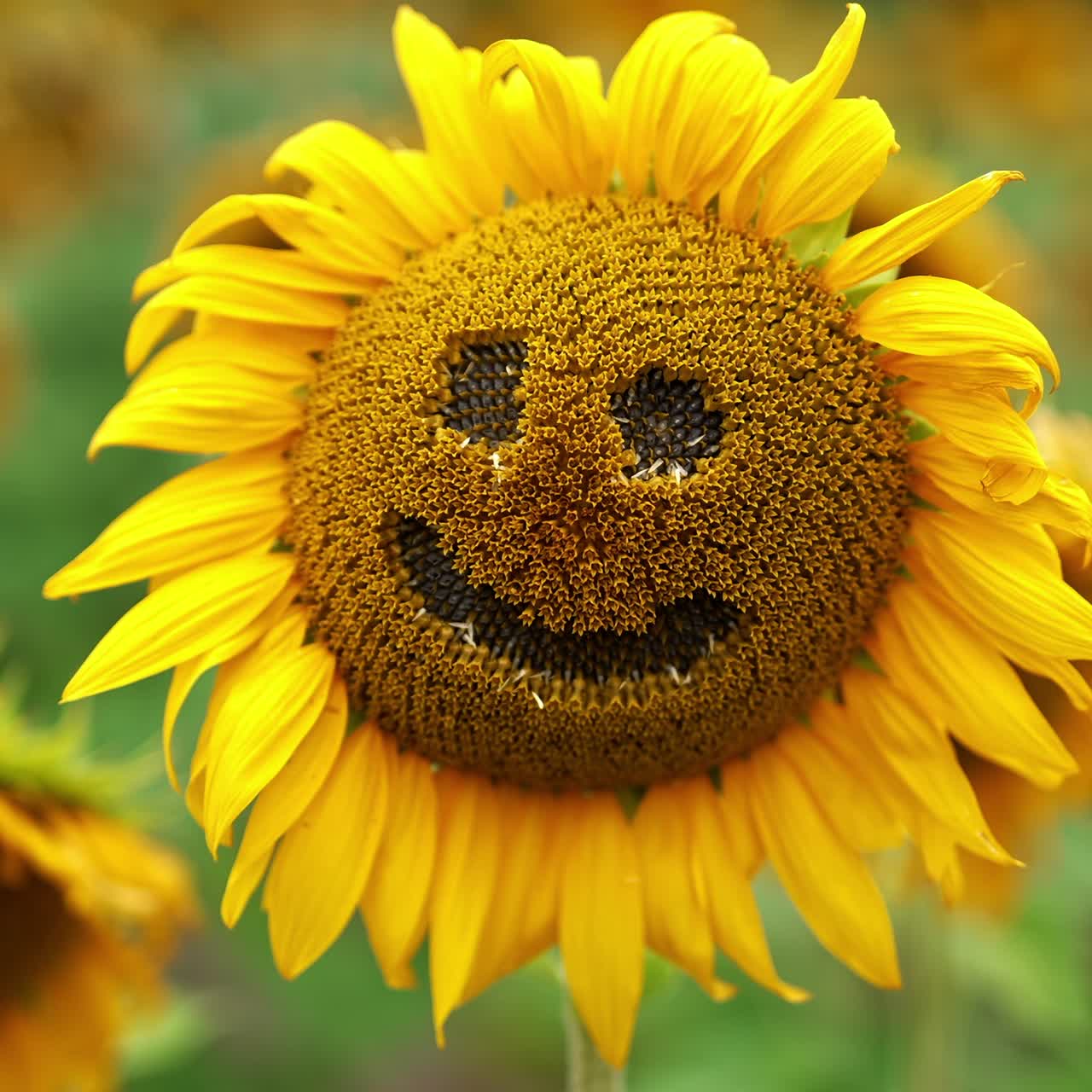 Seeds seen in the holes of a sunflower. Funny face made from a blooming seed flower in the agricultural field. Close up