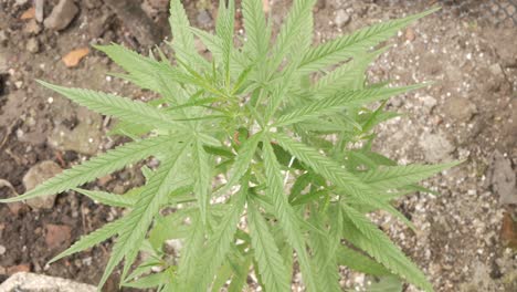 Hemp-bud-plant