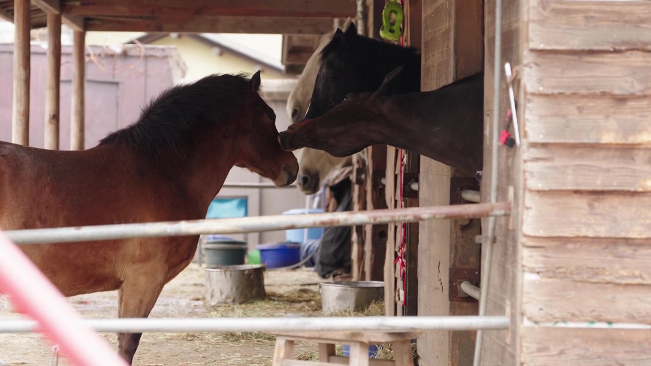 Brown and dark horses interacting nose to nose at stable with feeding buckets and wooden barn