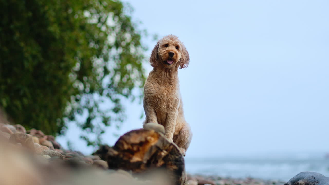 바 ⁇ 가의 해변에 있는 시골의  ⁇ 은 나무에 앉아서 돌에서 뛰어내리는 장난스러운 골든두들 개