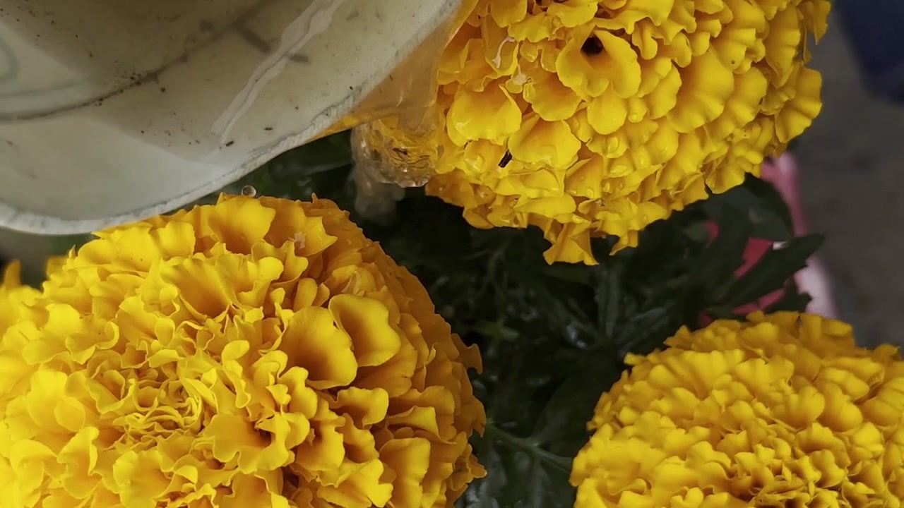 Primo piano di fiori di calendula giallo brillante innaffiati, che cattura freschezza e dettagli in colori vivaci.
