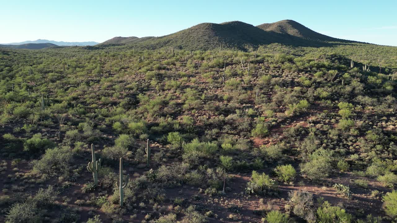 Dolly shot con drone nel deserto dell'Arizona, che rivela un cactus saguaro in primo piano mentre fitti gruppi di saguari e colline arrotondate rimangono sullo sfondo sotto la calda luce del mattino