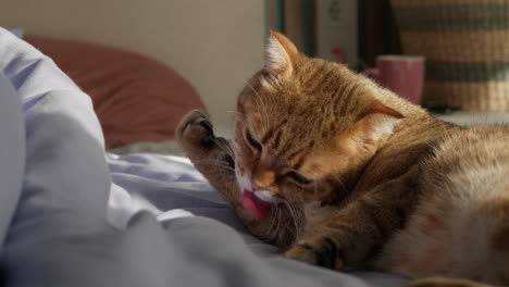 Ginger British Shorthair Cat Grooming on a Bed