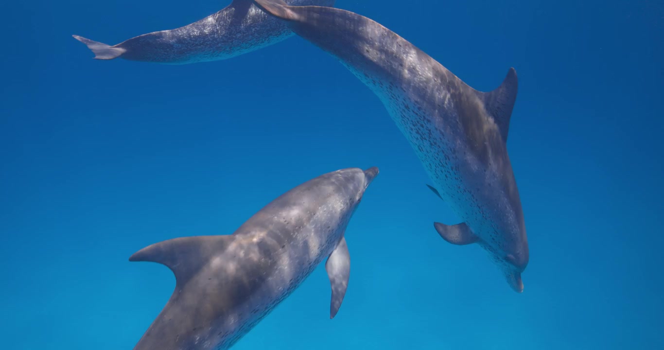 Delfini maculati selvatici dell'Atlantico scivolano insieme attraverso acque tropicali blu e limpide sotto la superficie