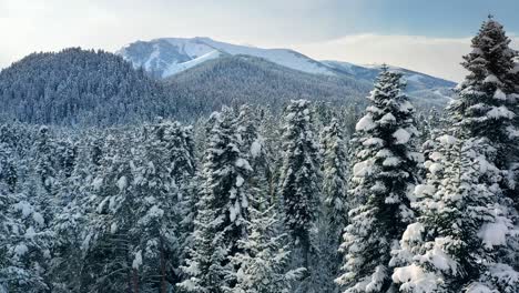 Schöner-Schneeszenenwald-Im-Winter.-Überfliegen-Von-Schneebedeckten-Kiefern.