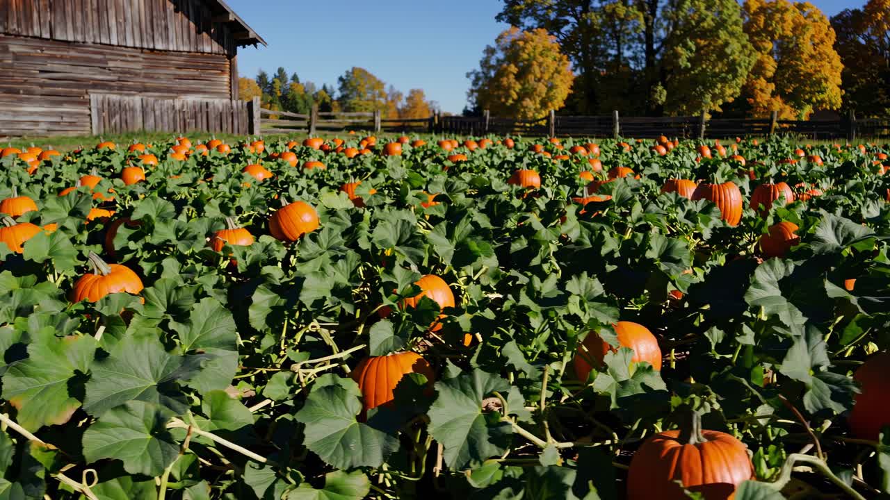 Wide-angle video captures a rustic pumpkin patch under clear skies, with vibrant pumpkins and an old