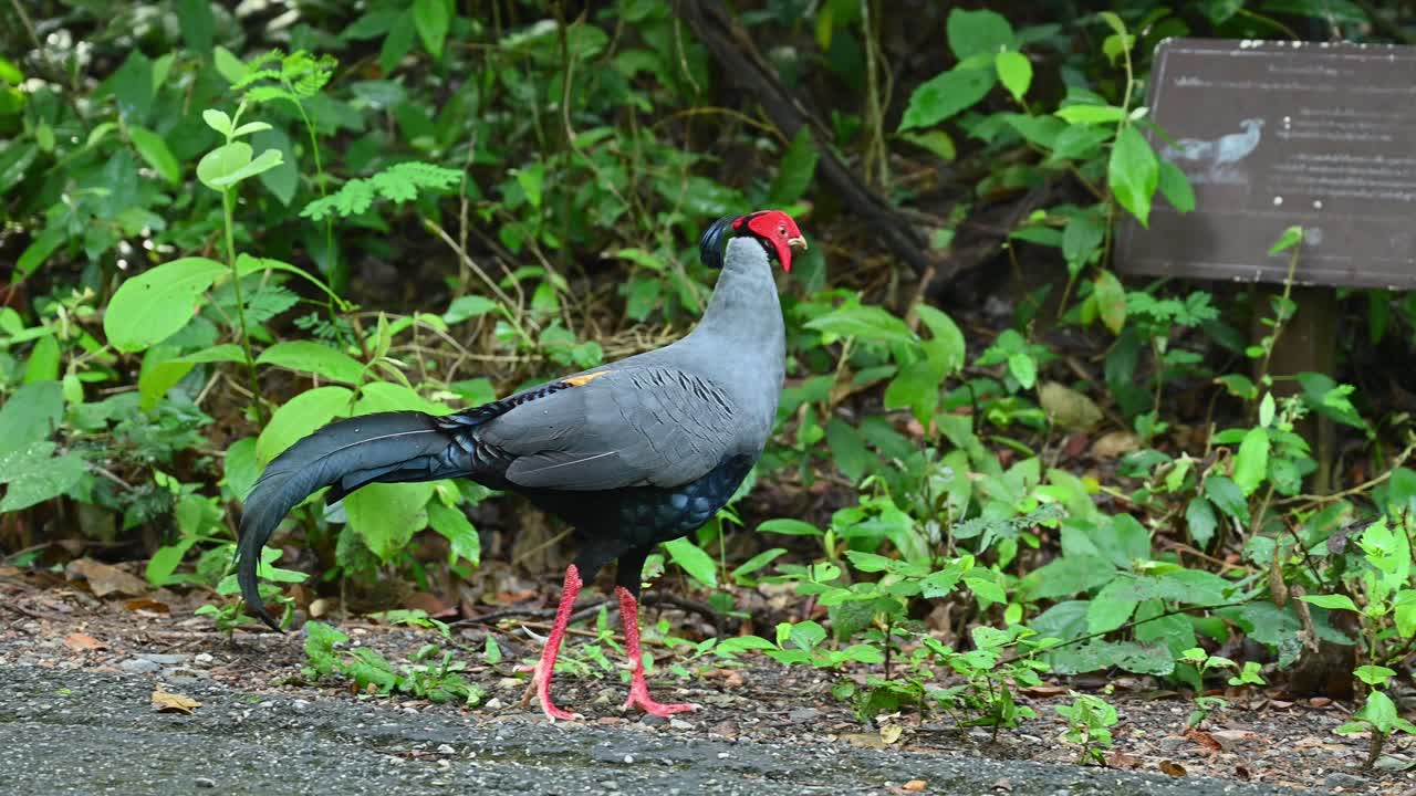 숲 깊은 곳에 위치한 간판을 드러내며 오른쪽으로 걸어가는 모습