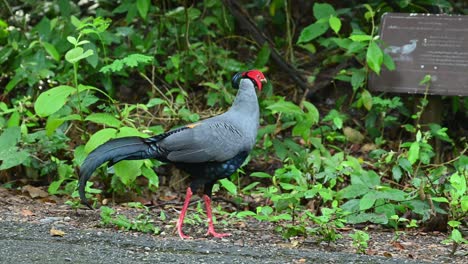 visto caminando hacia la derecha, revelando el letrero donde se encuentra en lo profundo del bosque, lophura diardi, estación de investigación ambiental sakaerat, meseta de khorat, tailandia, espalda de fuego siamés