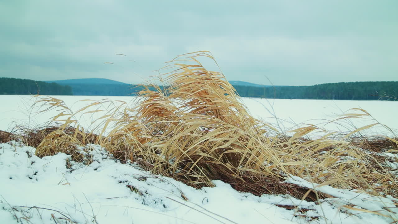 lago congelado y hierba seca en invierno