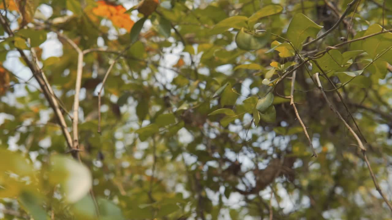 ramas y hojas en tonos amarillos y verdes de fondo