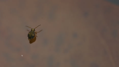 globular springtail on water