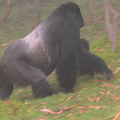 a male silverback gorilla walks with baby through the mist