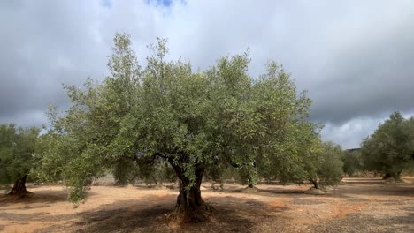 Von-Einem-500-Jahre-Alten-Olivenbaum-Bis-Zu-Einem-Olivenhain