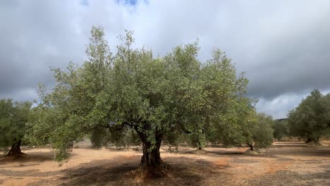 de un olivo de 500 años a un olivar