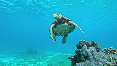 Eine-Grüne-Meeresschildkröte,-Die-Im-Tropischen-Blauen-Meer-Schwimmt