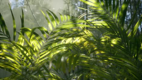 bright-light-shining-through-the-humid-misty-fog-and-jungle-leaves