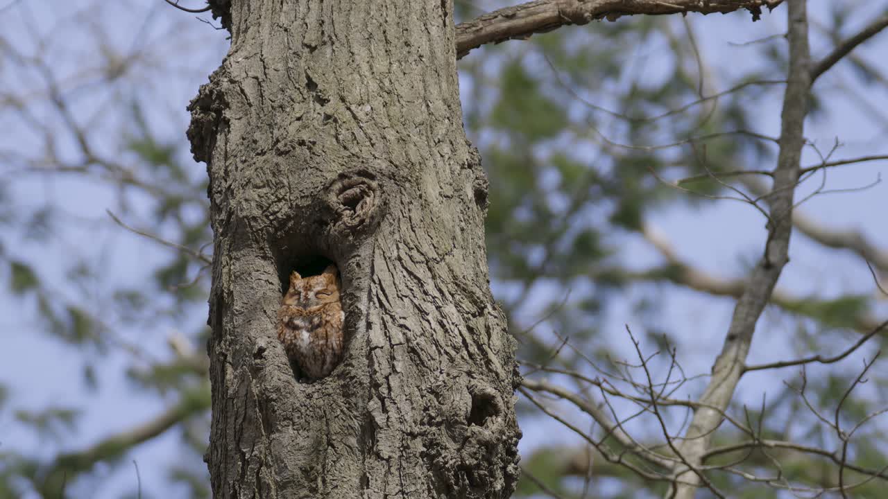 Un assiolo si nasconde in profondità all'interno di una cavità di un albero, appena visibile mentre si affaccia tra la corteccia ruvida per osservare la foresta