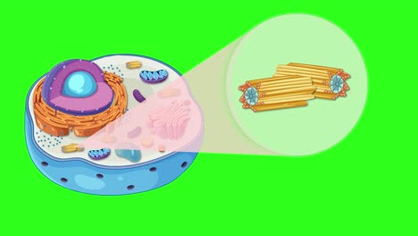 animation illustrating animal cell anatomy with focus on centrioles, featuring vibrant colors and smooth transitions