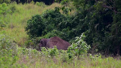 Los-Elefantes-Asiáticos-Son-Especies-En-Peligro-De-Extinción-Y-También-Son-Residentes-De-Tailandia