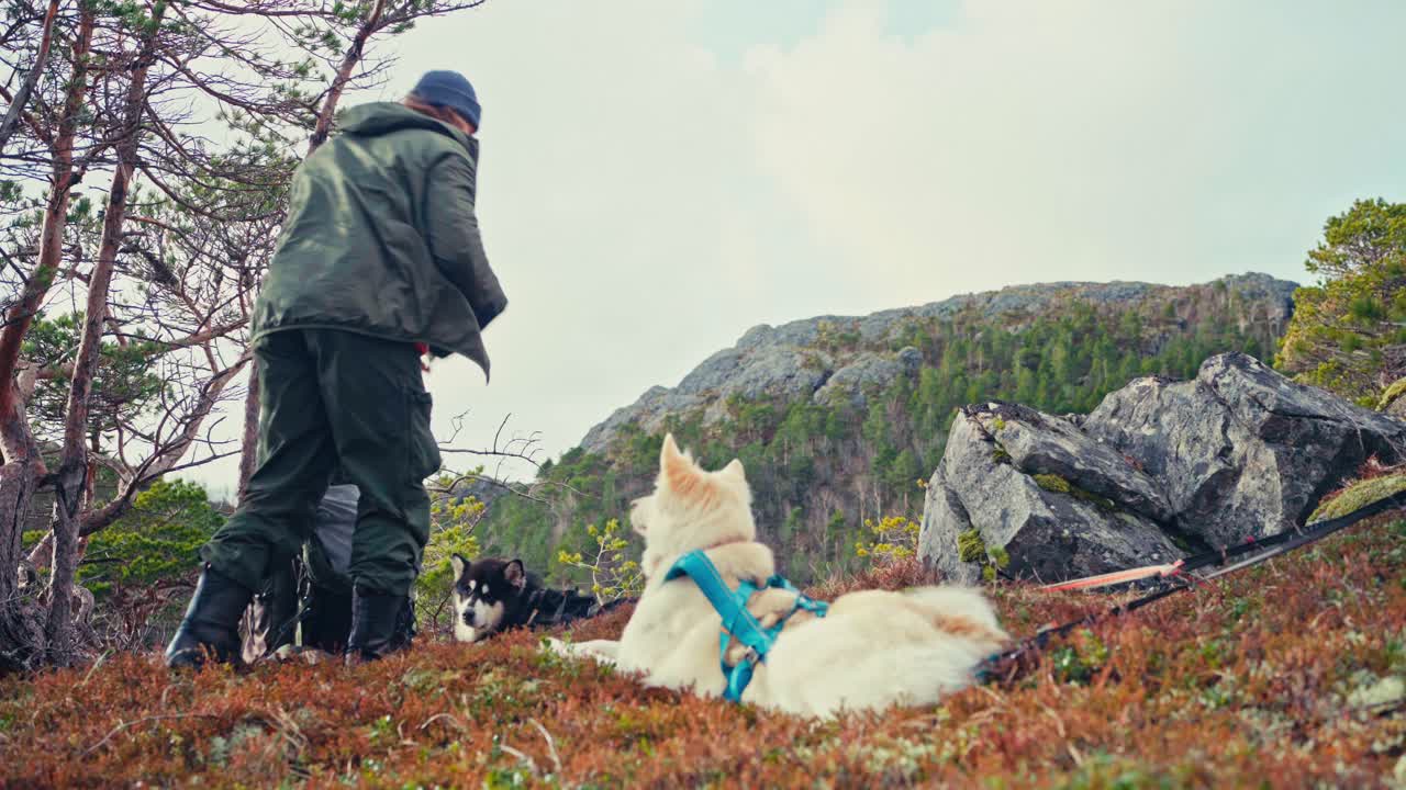 Man And His Dogs Resting During Hiking - Wide Shot