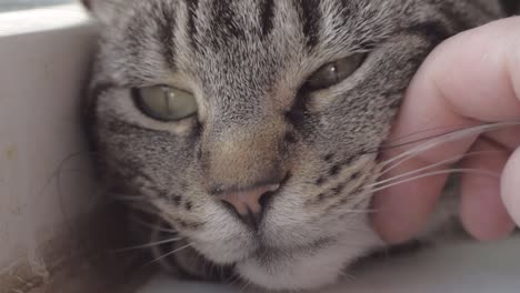 sleepy young striped tabby enjoying affection from owner macro shot