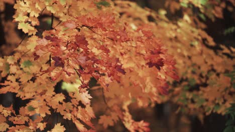 a close-up shot of the colorful orange maple leaves on the blurry background