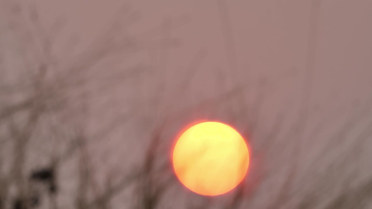 큰 아름다운 일몰과 풀 바람이 전면에서 불고 있습니다. 배경은 은 일몰입니다.