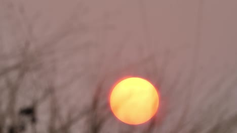 hermosa puesta de sol y el viento de hierba soplando en primer plano. fondo puesta de sol roja