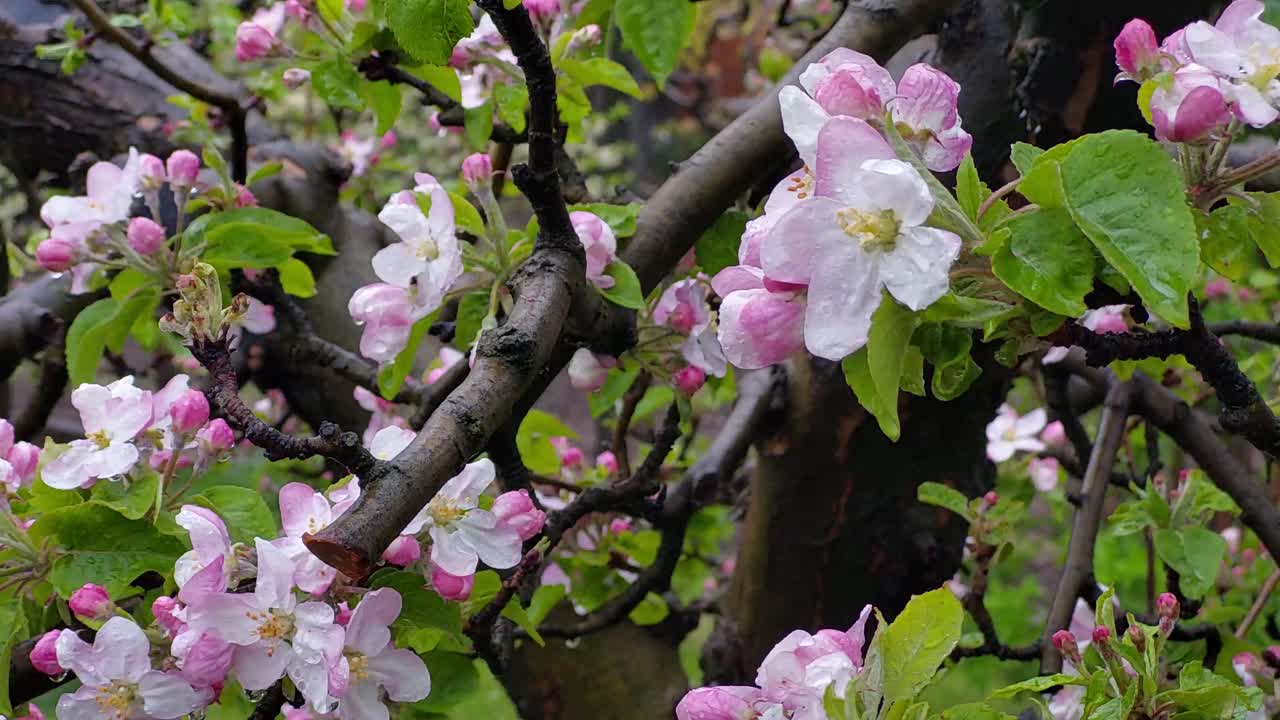 Serene Springtime: Apple Tree Flowers close-up in a Quiet and Refreshing Rain