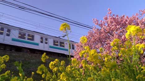 low angle upward look at sakura cherry blossoms with train running