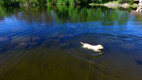 dog with ball in water