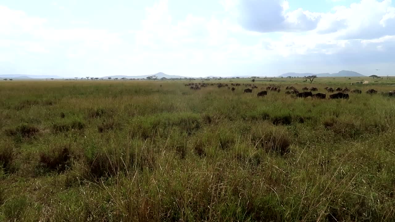 Front shot of wildebeests running in group through tall grasslands