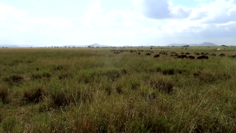 front shot of wildebeests running in group through tall grasslands