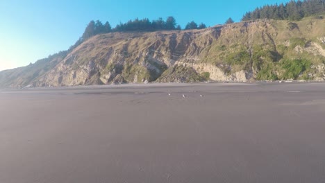 gaviotas en la playa con enormes acantilados al fondo y el sol brillando