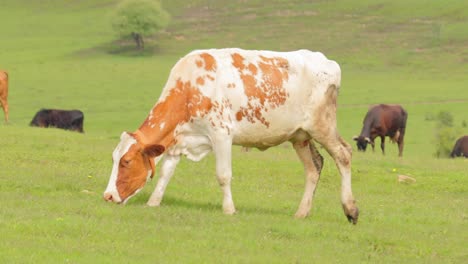 vacas pastando juntas en un campo. vacas corriendo hacia la cámara.