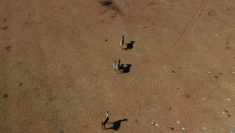 flock of birds flying over llama and zebras at safari park in brijuni national park in croatia
