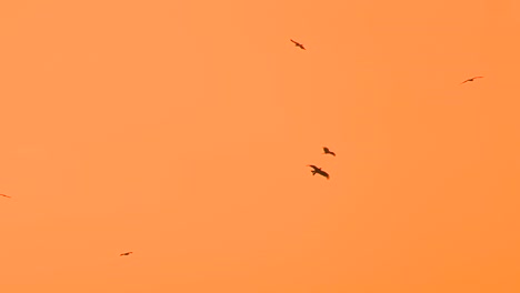 Mehrere-Adler-Gleiten-Bei-Orangefarbenem-Sonnenuntergang-Am-Himmel